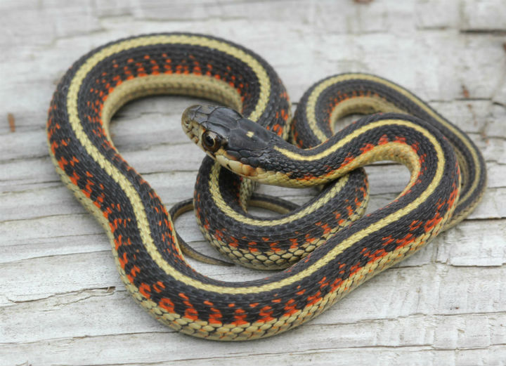 Valley Garter Snake